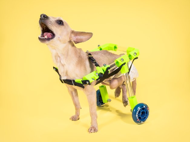 pet-wheelchair